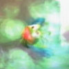 Shellac (Dragonfly) Shellac (Dragonfly)